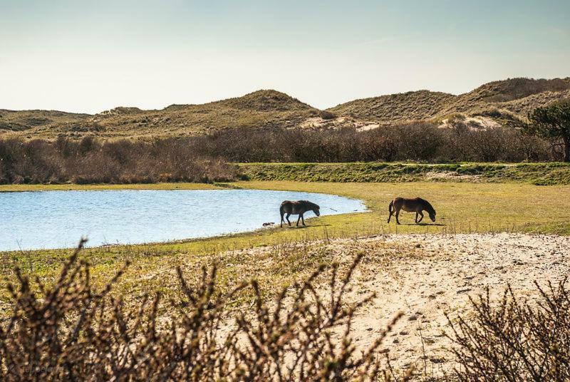 Het hoekhuisje Egmond aan Zee Eksteriør bilde